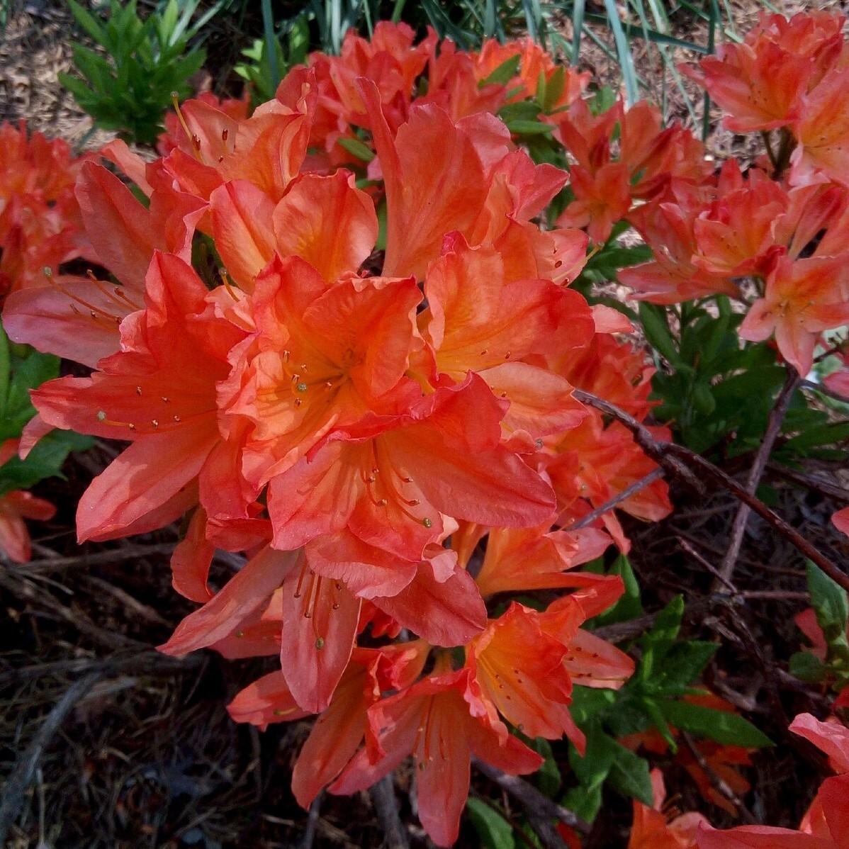 Азалия нэп-хилл Гибралтар